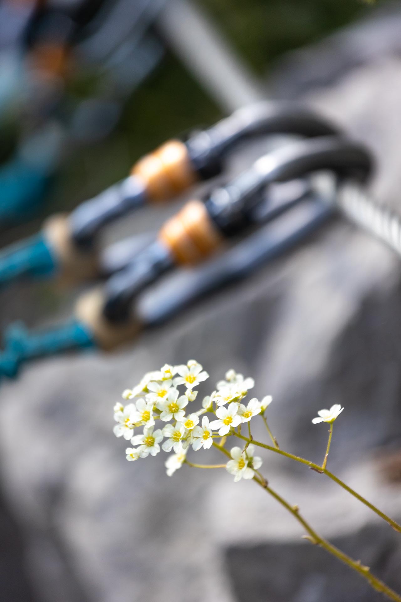 La Rouanne - L'intégrale – Image 4